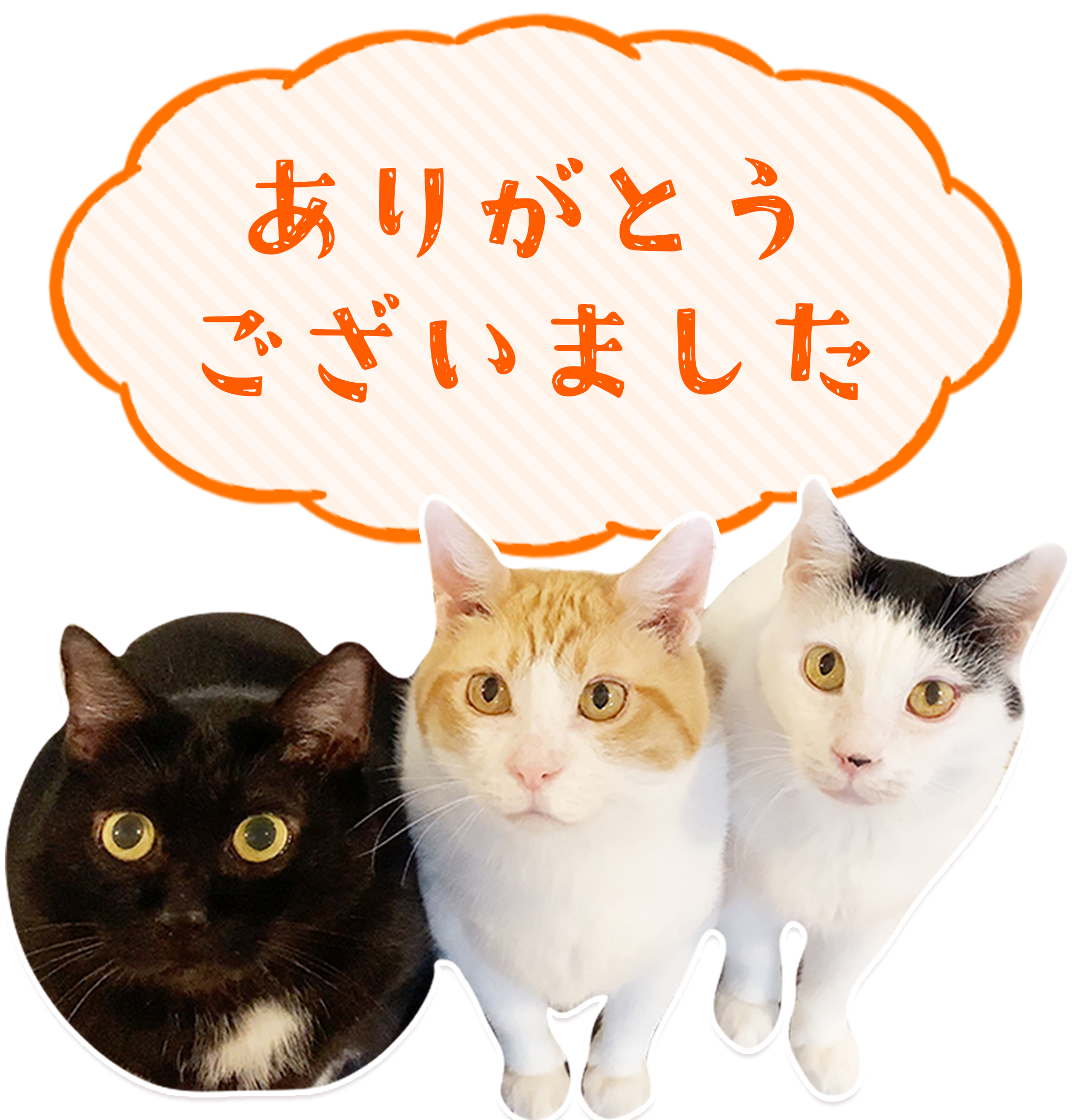 レン君の飼い主様よりご支援物資をいただきました Npo法人ねこホーム レン君の飼い主様よりご支援物資をいただきました Npo法人ねこホーム
